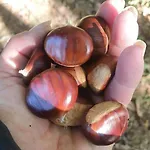La Perla Nella Foresta Vakantiehuis *