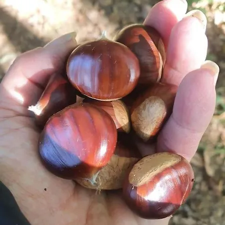 La Perla Nella Foresta Casa de Férias *