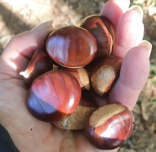 La Perla Nella Foresta Ferienhaus *